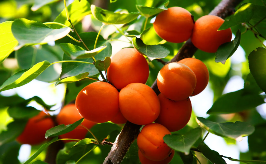 承德露美達飲料有限公司